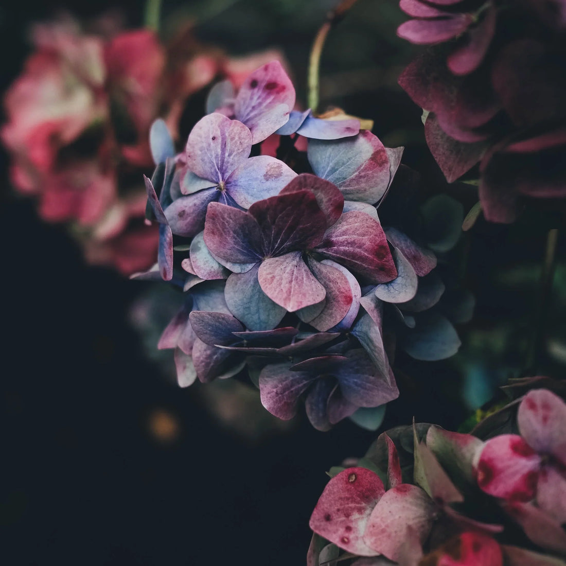 What is a plenary indulgence?