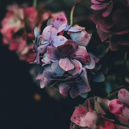 What is a plenary indulgence?