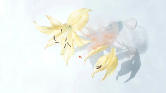 Journeying Deeper: Embracing Lectio Divina During Holy Week